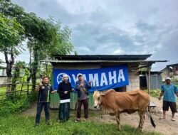 ‘AJA’ Sapi Kurban dari Akai Jaya Parigi di Momentum Idul Adha 1445 Hijriah