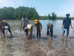 Ribuan Bibit Mangrove Ditanam di Pesisir Parigi Moutong, Kawasan Oncone Raya Dikembangkan sebagai Laboratorium Edukasi