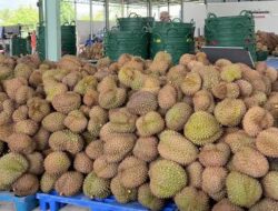Pemkab Parigi Moutong Ajukan Indikasi Geografis untuk Durian Lokal, Proses Verifikasi Telah Berjalan Tiga Tahun
