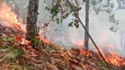 Karhutla di Sausu Parigi Moutong Bakar Sekitar 3,5 Hektare Lahan dan Hutan